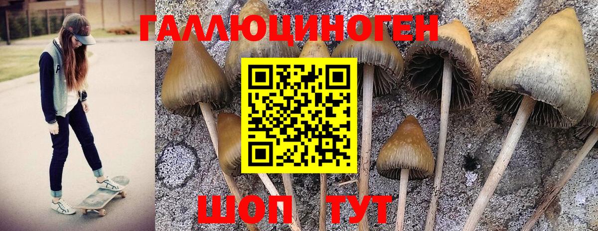 Псилоцибиновые грибы Magic Shrooms  Краснотурьинск  Псилоцибиновые грибы Psilocybine cubensis 